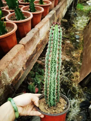 Rare Cactus Succulent for Wholesales with Cheap Price