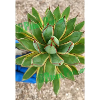  Green Plants Live Agave &prime;burnt Burgundy&prime; Wholesale Home Decor Small Bonsai Nursery