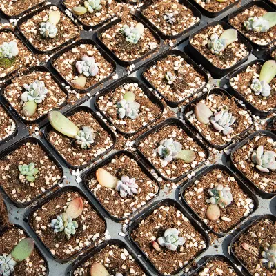 Dudu Hot Sale Wholesale Pretty Romeo Rubin Echeveria Natural Live Succulent