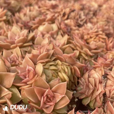 China Nursery Real Echeveria Golden Flame Clustering Natural Succulents