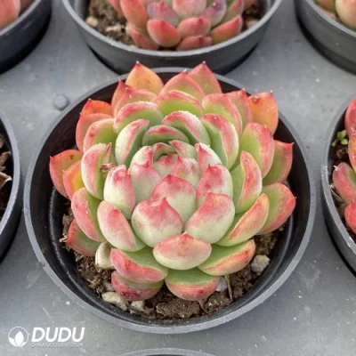 Dudu Wholesale Type of Real Echeveria The Peony Pavilion Natural Live Succulent