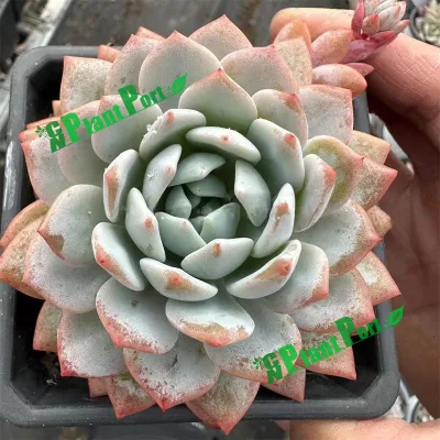 Green Live Bonsai Small Succulents Wholesale Indoor Home Decor Plants