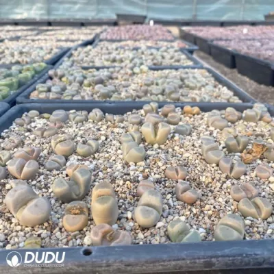 Dudu Beauty Cheap Indoor Lithops Dinteri Lithops Natural Live Succulent