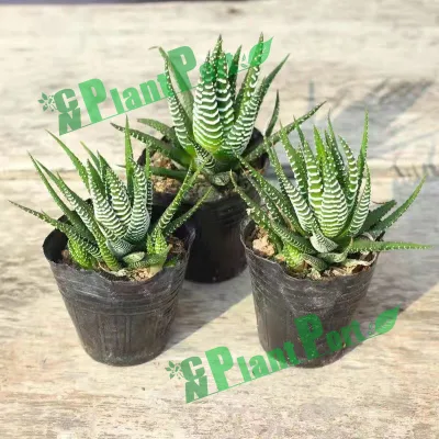  Live Cactus Wholesale Fasciated Haworthia Indoor Plants Small Bonsai Nursery
