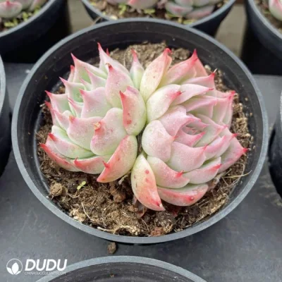 Dudu Wholesale Beautiful Echeveria Zero of The World Double Head Natural Live Succulent