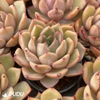  Dudu Nursery Wholesale Echeveria Red Fragrant Concubine Succulent Plants