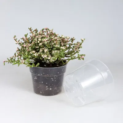 4/6/8/10 Transparent Round Plastic Grow Box Mini Seedling Pot Garden Thick Plant Nursery Flower Seedling Pots for Home