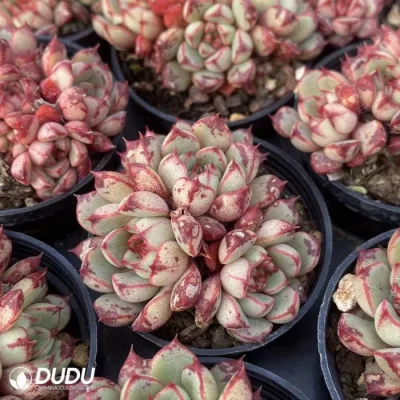 Dudu Mottled Real Rare Hardy Echeveria Blood Drop Natural Live Succulent