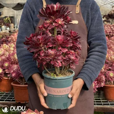 Dudu Wholesale Chanel Variegate Aeonium Natural Live Succulent