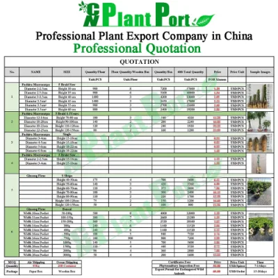 Green Plants Live Agave &prime;burnt Burgundy&prime; Wholesale Home Decor Small Bonsai Nursery