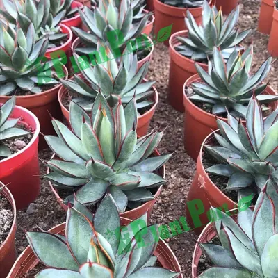 Green Plants Live Agave &prime;burnt Burgundy&prime; Wholesale Home Decor Small Bonsai Nursery