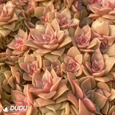 China Nursery Real Echeveria Golden Flame Clustering Natural Succulents