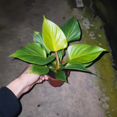  Homalomena Occulta (Lour.) Schott Natural Plants