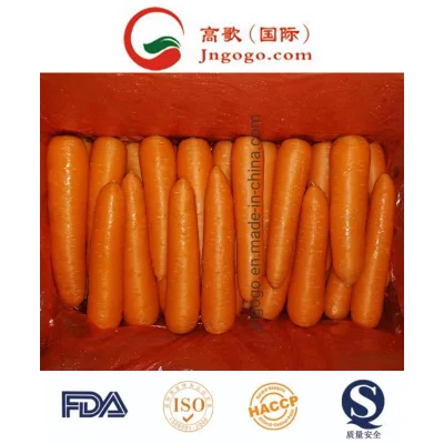  Fresh Orange Carrot (Medium) in 10 X 1kg Bag