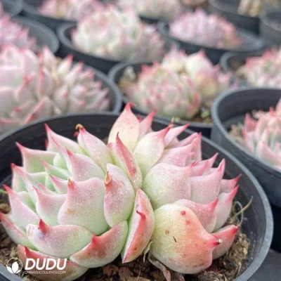 Dudu Wholesale Beautiful Echeveria Zero of The World Double Head Natural Live Succulent