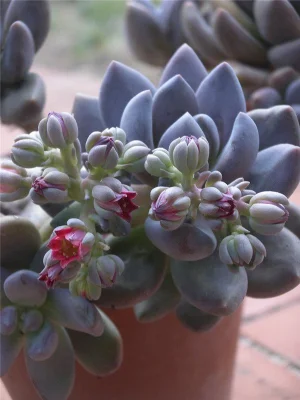  Real Plants Mini Succulent Plants Hybrid Varieties Succulent of Indoor Plant Bonsai