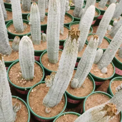  Euphorbia Abdelkuri Live Cactus and Succulent Cactus Nursery
