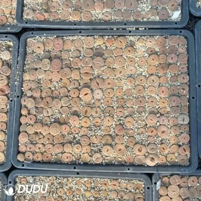 Dudu Beauty Cheap Indoor Lithops Purpureus Lithops Natural Live Succulent