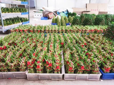 Lucky Bamboo Bonsai Evergreen Nursery Decoration Succulents Tree Bamboo Plants