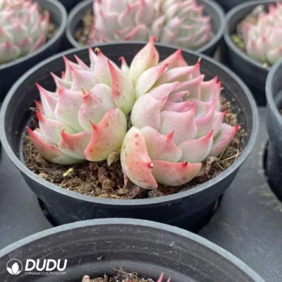 Dudu Wholesale Beautiful Echeveria Zero of The World Double Head Natural Live Succulent