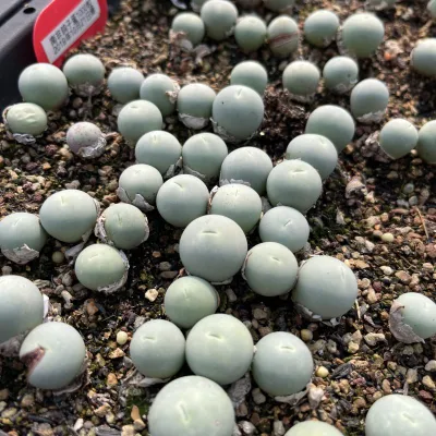  Dudu Wholesale Mini Cheap Conophytum Calculus 15mm Natural Live Succulent
