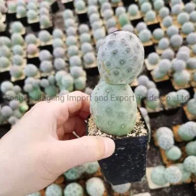  Tephrocactus Geometricus Live Rare Cactus Live Plants for Home Decoration