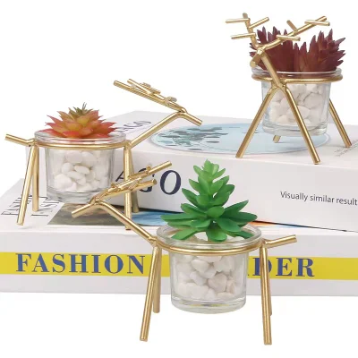 Wholesale Natural Live Plants Succulents for Home Office Decoration
