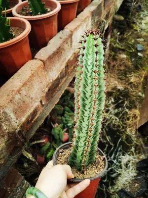 Rare Cactus Succulent for Wholesales with Cheap Price