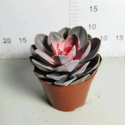  Wholesale Nursery Echeveria/Haworthia/Lithops/Aeonium/Cactus Colourful Rare Natural Live Succulent Plants Red Heart