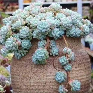 Succulent Sedum Roach Real Green Plants Bonsai