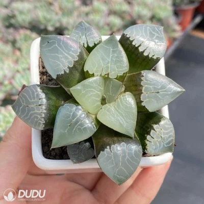  Dudu Pretty Fire Phoenix Haworthia Natural Live Succulent