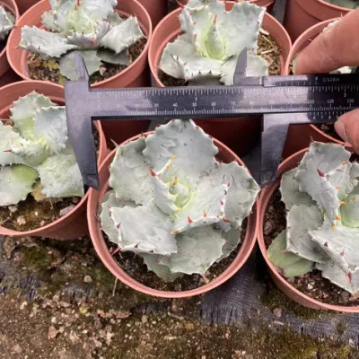 Agave Titanota Live Nursery Indoor Outdoor Plants Decoration Kaminari Cheap Suppliers Succulents