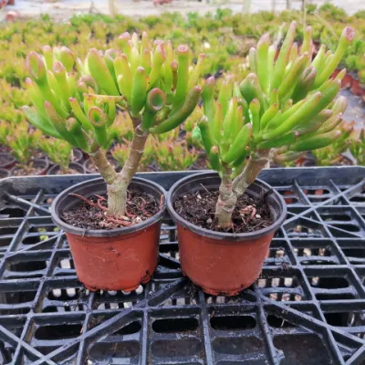 Crassula Oblique Succulent Plant Succulent Real Plants