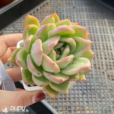 Dudu Wholesale Real Champagne Echeveria Natural Live Succulent Plants