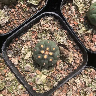  Ranunculus Ternatus Cactus and Succulent Indoor Live Plants Nursery Gardening Plant