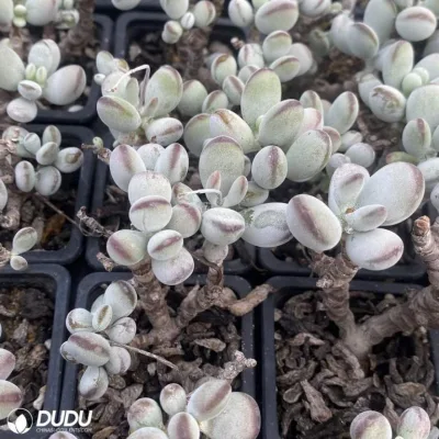  Dudu Beauty Cheap Indoor Cotyledon Pachyveria &prime;orpet&prime; Cotyledon Natural Live Succulent