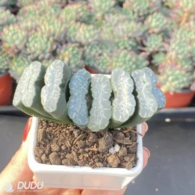  Dudu Hot Sale Fundamental Haworthia Natural Live Succulent