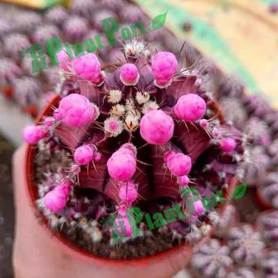  Cnplantport Live Cactus Ariocarpus Kotschoubeyanus (Lem.) K. Schum. Green Plants Succulents Wholesale