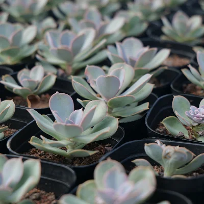Live Succulent Plants Colourful Rare Cocopeat Wholesale Echeveria Rainbow Rare Variegated Natural