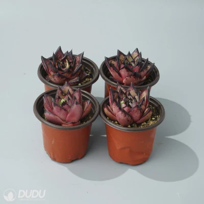 Dudu Beautiful Hot Sale Colorful Ebony Echeveria Natural Live Succulent