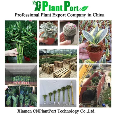 Green Plants Live Agave &prime;burnt Burgundy&prime; Wholesale Home Decor Small Bonsai Nursery