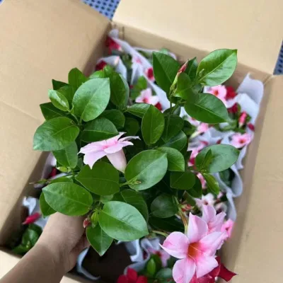  Dipladenia Sanderi Real Plants