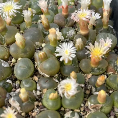  Dudu Conophytum New Arrival Real Maohannimix Lithops 12mm Lithops Natural Live Succulent
