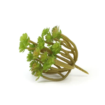 Factory Wholesale Simulated Real Touch Live Succulent Plants for Decoration