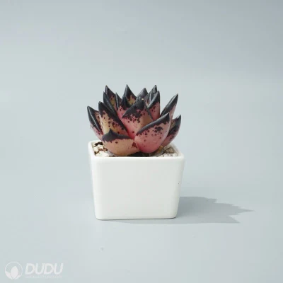 Dudu Beautiful Hot Sale Colorful Ebony Echeveria Natural Live Succulent