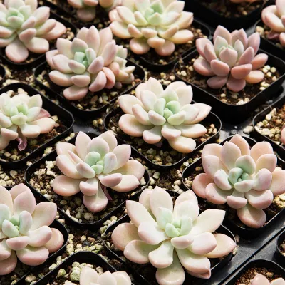 Dudu Hot Sale Wholesale Pretty Romeo Rubin Echeveria Natural Live Succulent
