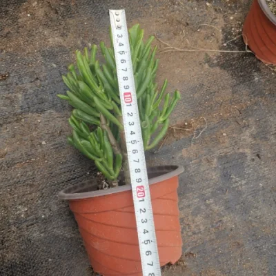 Crassula Oblique Succulent Plant Succulent Real Plants