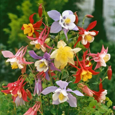 Columbine Seeds Aquilegia Hybrid Seeds Sell