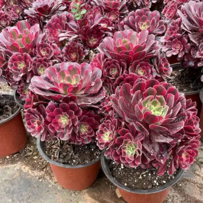  Wholesale Aeonium Medusa Cluster Succulent Cactus Supplier