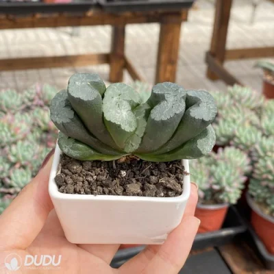  Dudu on Sale Kuiyuqian Haworthia Natural Live Succulent